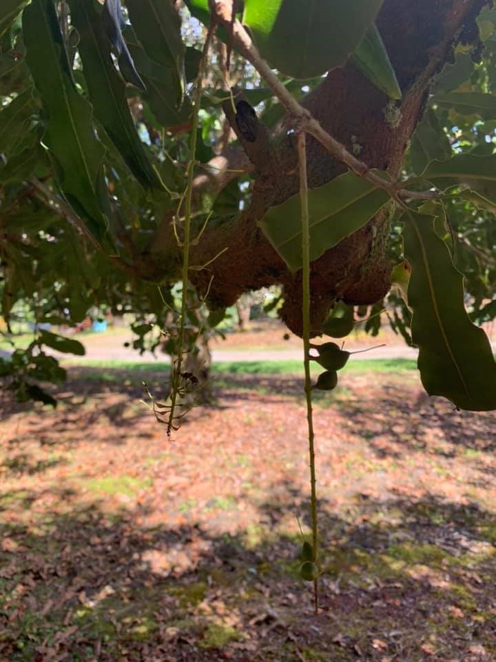 The lifecycle of the macadamia nut Monika's Mac Nuts